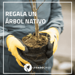 Regala un árbol nativo
