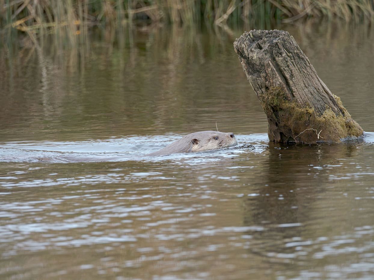El huillín, Lontra provocax