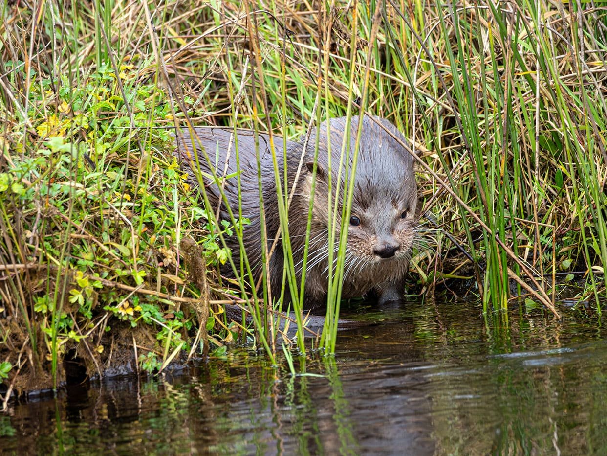 Retrato del huillín, Lontra provocax